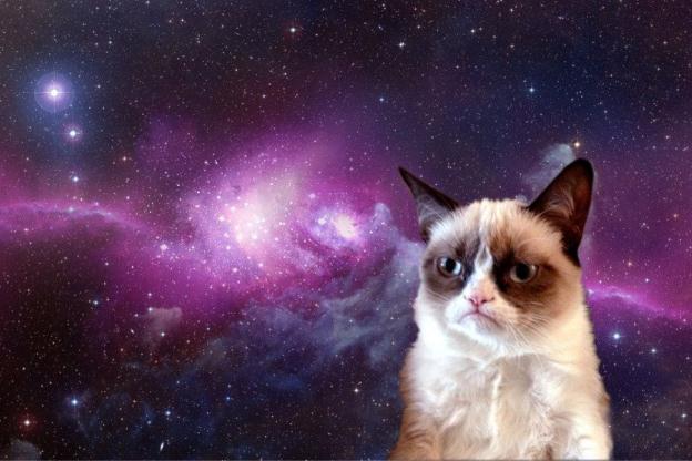 A Cat Ponders the Universe